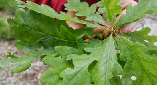 Photo of oak leaves