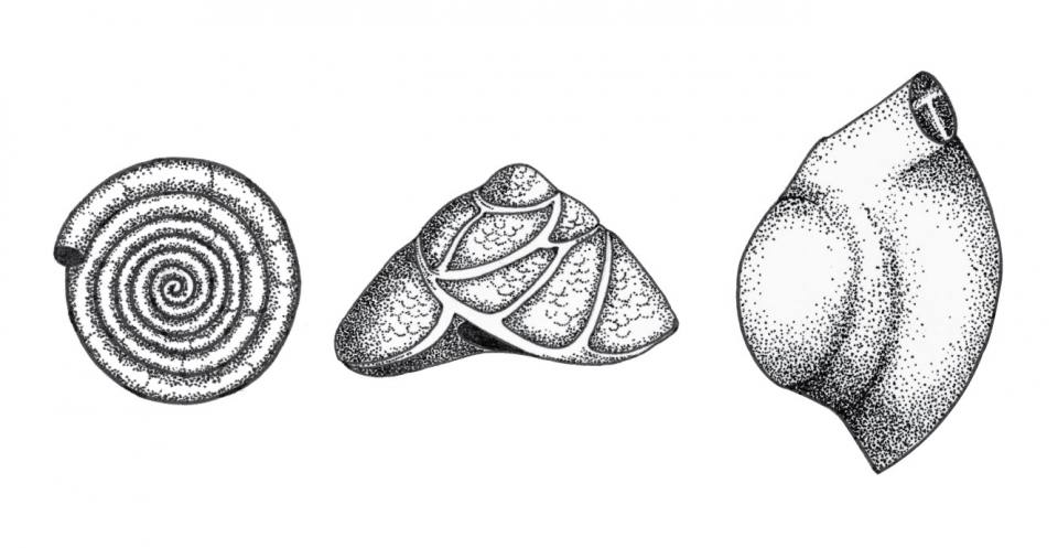 Hand drawing of three diatoms