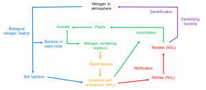 The nitrogen cycle: showing nitrogen fixation from N2 in the atmosphere to NH4+ and the conversion of NH4+ to NO3- before it is taken up into plants. Denitrification is the main process by which N is then lost back into the atmosphere. 